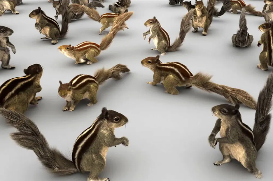 Squirrels