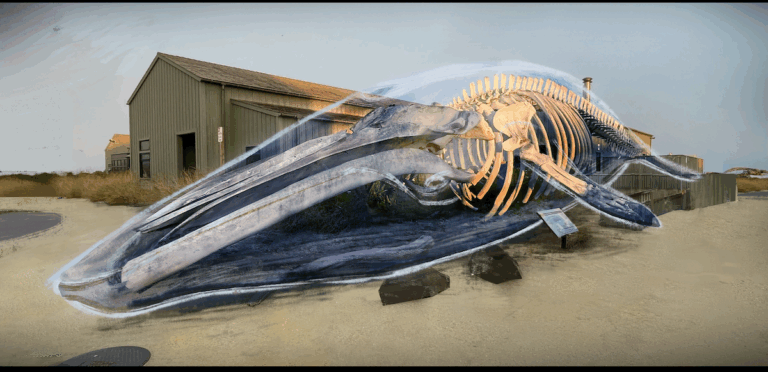 AR overlay of whale