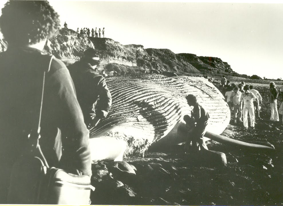 Ms. Blue - On Shore Whale photo