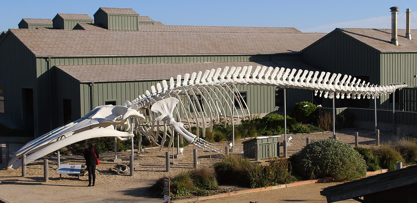 Ms. Blue - Skeleton 2 Whale skeleton mount