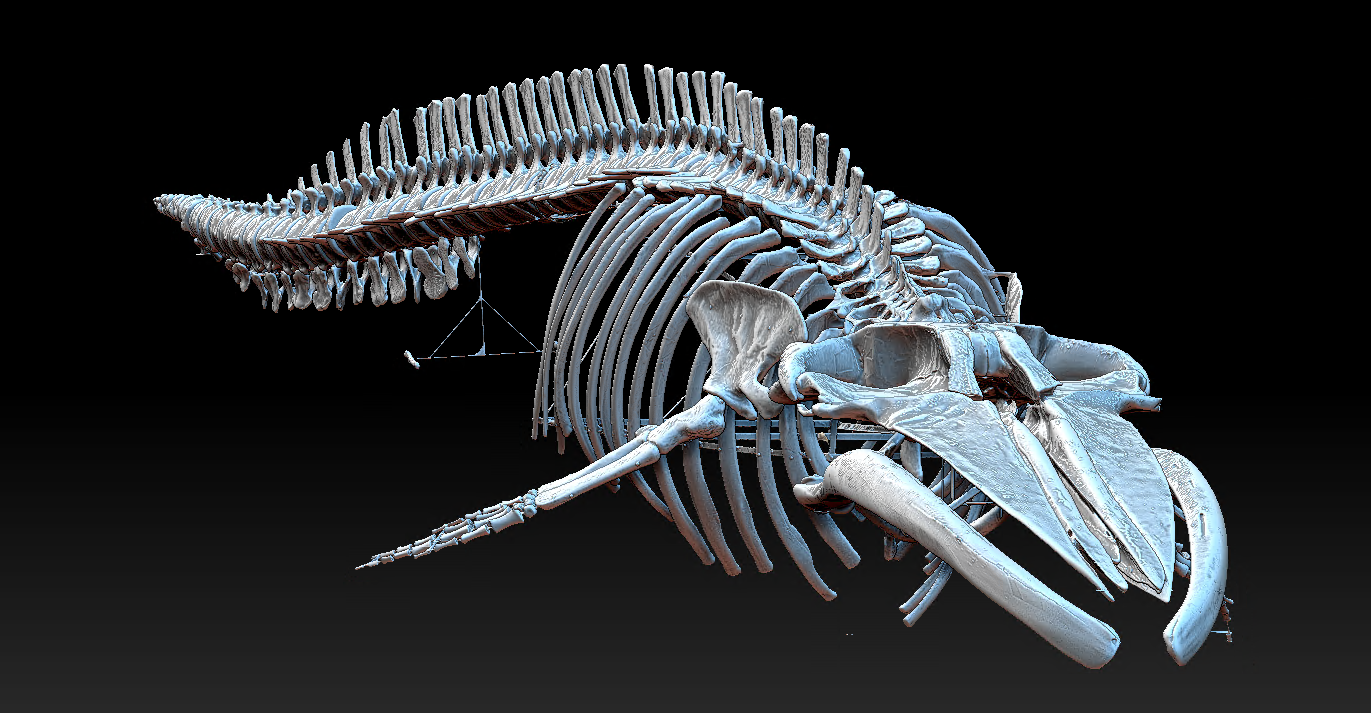 Ms. Blue - Skeleton - Front Model