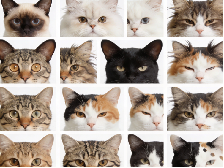 Cats in tech